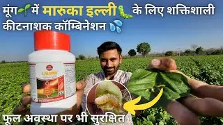 मूंग में अब मारूका🐛की खैर नहीं | #mungkikheti | #maruca | #bayer_vayego