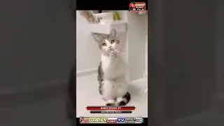 cats life/cats lover