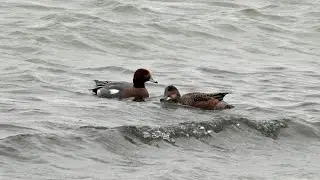 494. Wigeons on beach