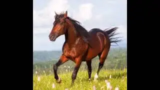 Sound Effects - Horse (DanielBorg's Version)