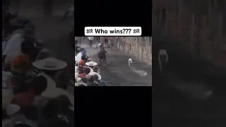 Who wins Race horse VS Greyhound dog part 5  #Shorts #FYP #GoViral #Saluki