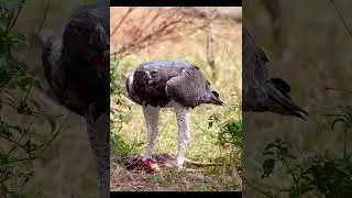 Боевой орёл