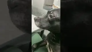 Попрошайка 