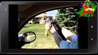 Funny Animal Part 3