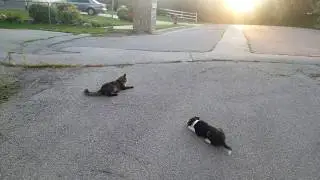 Our puppy border collie playing with our cat
