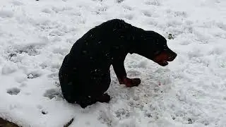 Балу #rottweiler