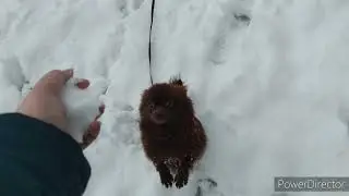 Наш зверинец
