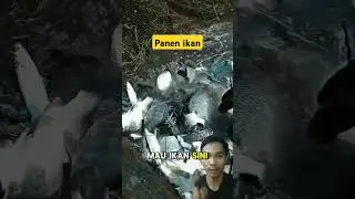 Panen ikan di sungai #viralvideo #shortsviral #fish #fishing
