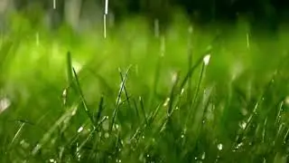 No copyright video raining in spring
