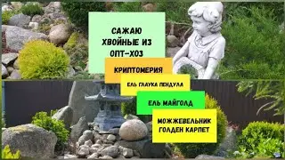 Сажаю хвойные из Опт-Хоз.Криптомерия,ель Глаука Пендула, Ель Майголд,можжевельник Голден Карпет.