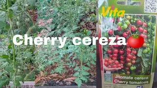 Cultivo del tomate cherry cereza🍅🍅