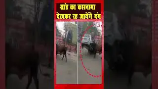 सांड का कारनामा देखकर रह जायेंगे दंग | angry bull | 