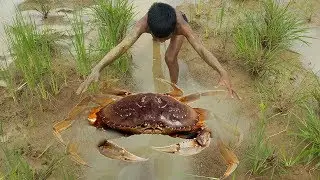 WOW!! 2 Boys Catching Mud Crabs In The Hole By Free Hand - Giant Mud Crabs In Cambodia