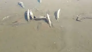 Замор рыбы... Река Амур.