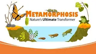 Life cycle of frog with explanation of metamorphosis.