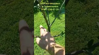 Рекомендую такие саженцы к покупке #сад #обрезкадеревьев