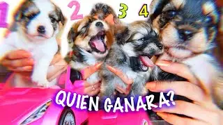 PONIENDO A PRUEBA A LOS CACHORRITOS CON RETOS *tienen un carro rosa!*