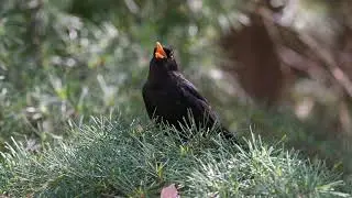 Mirlo