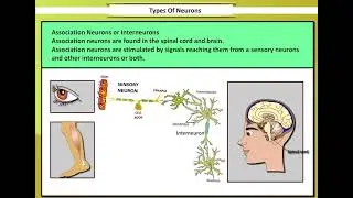 Types of Neurons | Types of Neurons and their functions