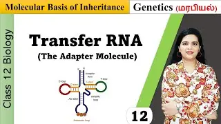 Transfer RNA (tRNA) | Structure and Functions in Tamil