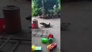 chó lết