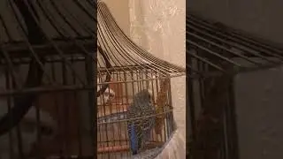 Komşunun Kuşu Maviş