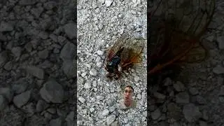 Cicadapocalypse Ne!? #chicago #illinois #amerika #doğa #böcek  #abd #cicada #bilgi #keşfet #shorts
