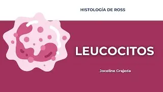 Leucocitos y diapédesis | Histología de Ross