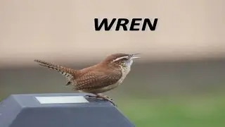 WREN! WHAT DO YOU MEAN?