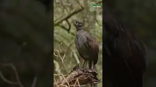 This Bird Can Mimic Any Voice They Hear 😲