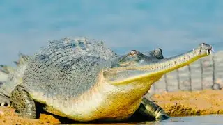 5 Fun Facts About The Gharial