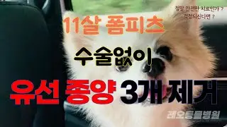 11살 폼피츠 3개의 유선종양 수술없이 제거 그리고 암을 치료하는 강아지가 꼭 해야하는 1가지