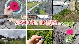 ПОСАДИЛА РОЗЫ / ЖИМОЛОСТЬ СОЗРЕЛА / ЛИВНИ И ЖАРА / 24 июня 2024 г.