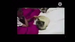 I will go with that cat!