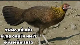 tiếng gà mái rừng mới nhất 2022. @TomTrangVlog