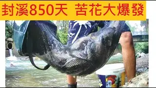 封溪850天 苦花大爆發 @溪邊滿滿都是人 超瘋狂