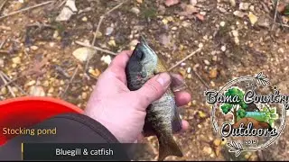 POND UPDATE! FINALLY Stocking the pond! Catching sunfish and catfish in the creek..