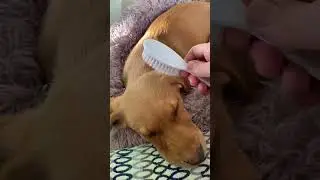 Cute Puppy Enjoying a Brush