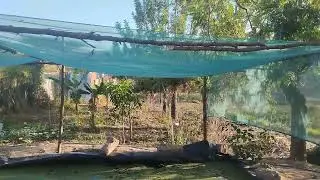 AZOLLA FARMING | The only problem using trees for shade #agriculture #farming
