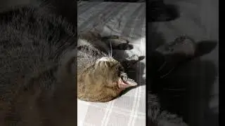 кошка балдеет на солнышке. #shorts