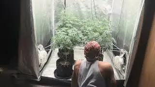 How I Defoliated Birthday Runtz: Elev8. Before & After. Fast Forward ⏩ 2X