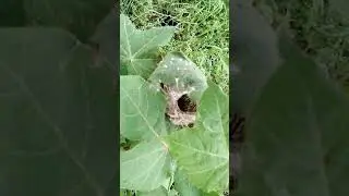 #birds eggs 🐦& home🤗