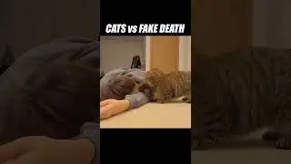Oh no, the human's dead! Anyways... #kittisaurus #cats #fakedeath