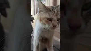 mikirin apa sie #catlover #babykittens #kitten