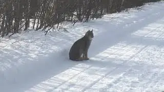 RARE Canadian Lynx