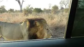Large Male Lion walking in the road (amateur video)