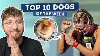 She Won a Gold Medal For Her Dog | Top 10 Dogs of the Week!