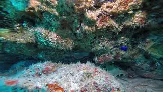 Cleaner Wrasse and Bluestripe Pipefish