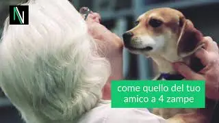 Prodotti per animali domestici in dropshipping