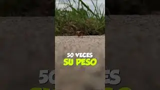 curiosidades de hormigas #datoscuriosos #animals #curiosidades